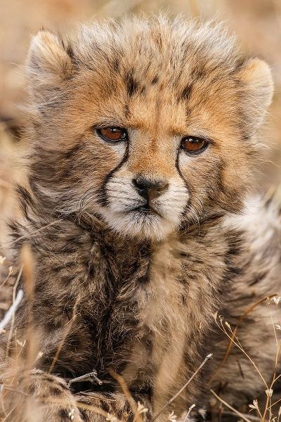 Kenya-Masai Mara National Reserve Cheetah cub close-up